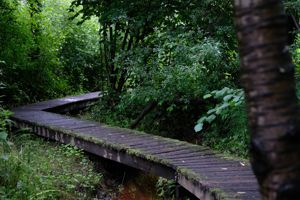 The Wooden Path